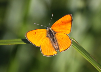 Großer Feuerfalter (Lycaena dispar) - © Emanuel Trummer